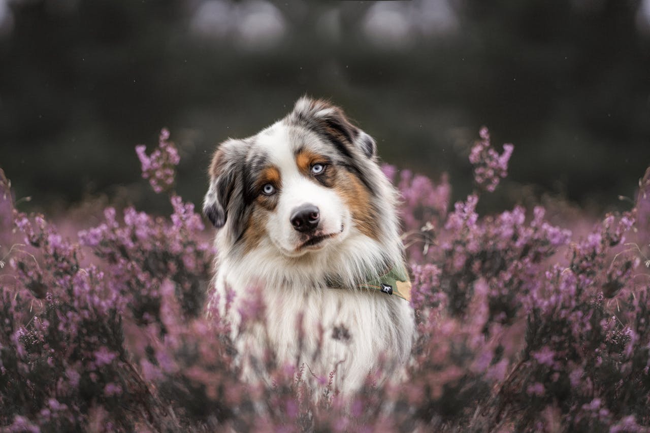 A brown, white, and gray dog stares at the camera while sitting outside in a field of purple flowers.