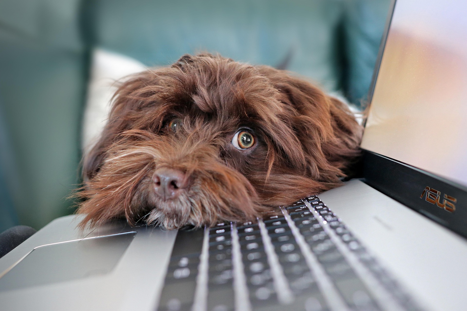 A dog is looking at their owner around the side of a laptop.
