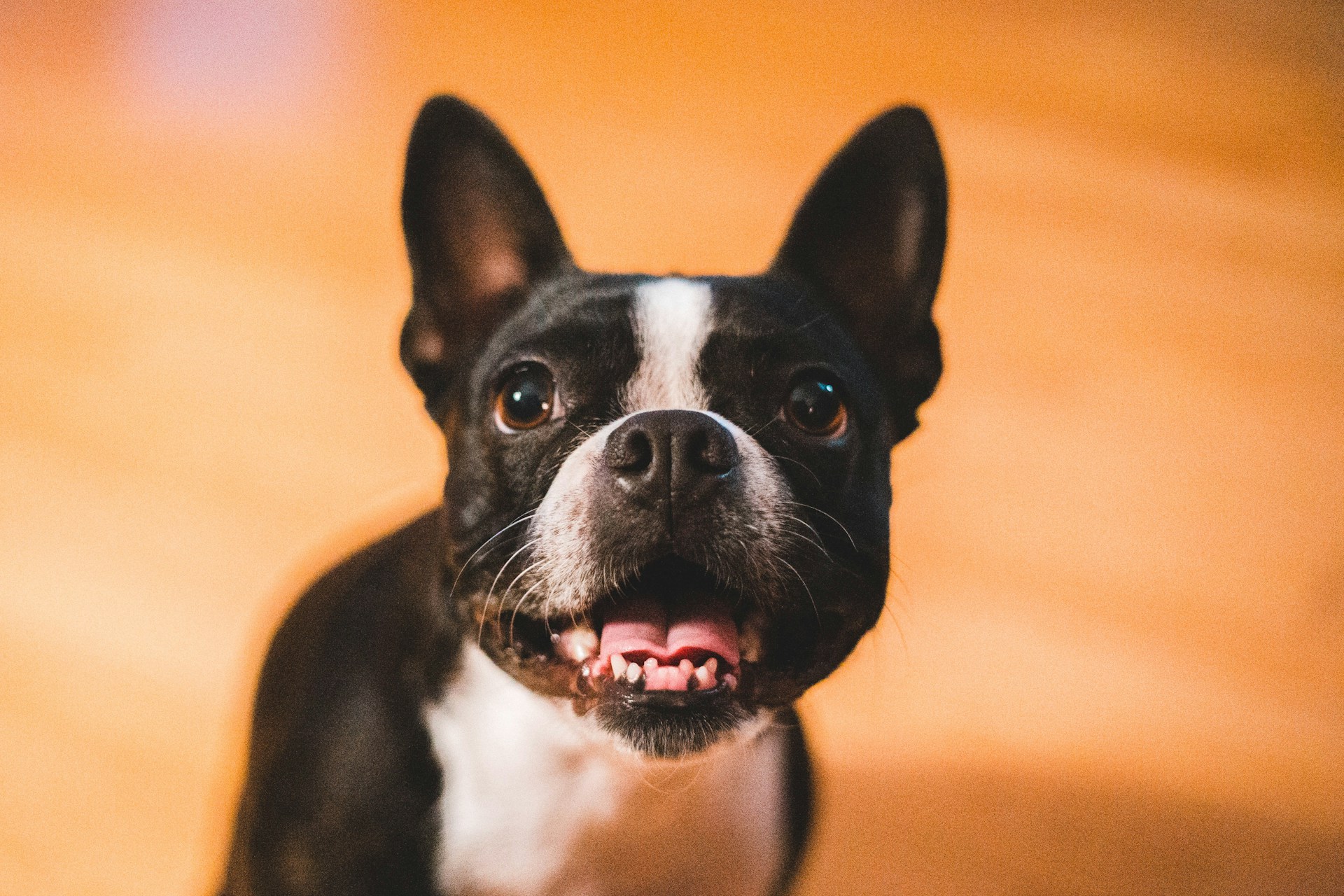 A black and white small brachycephalic breed dog has it's tongue out looking at the camera.
